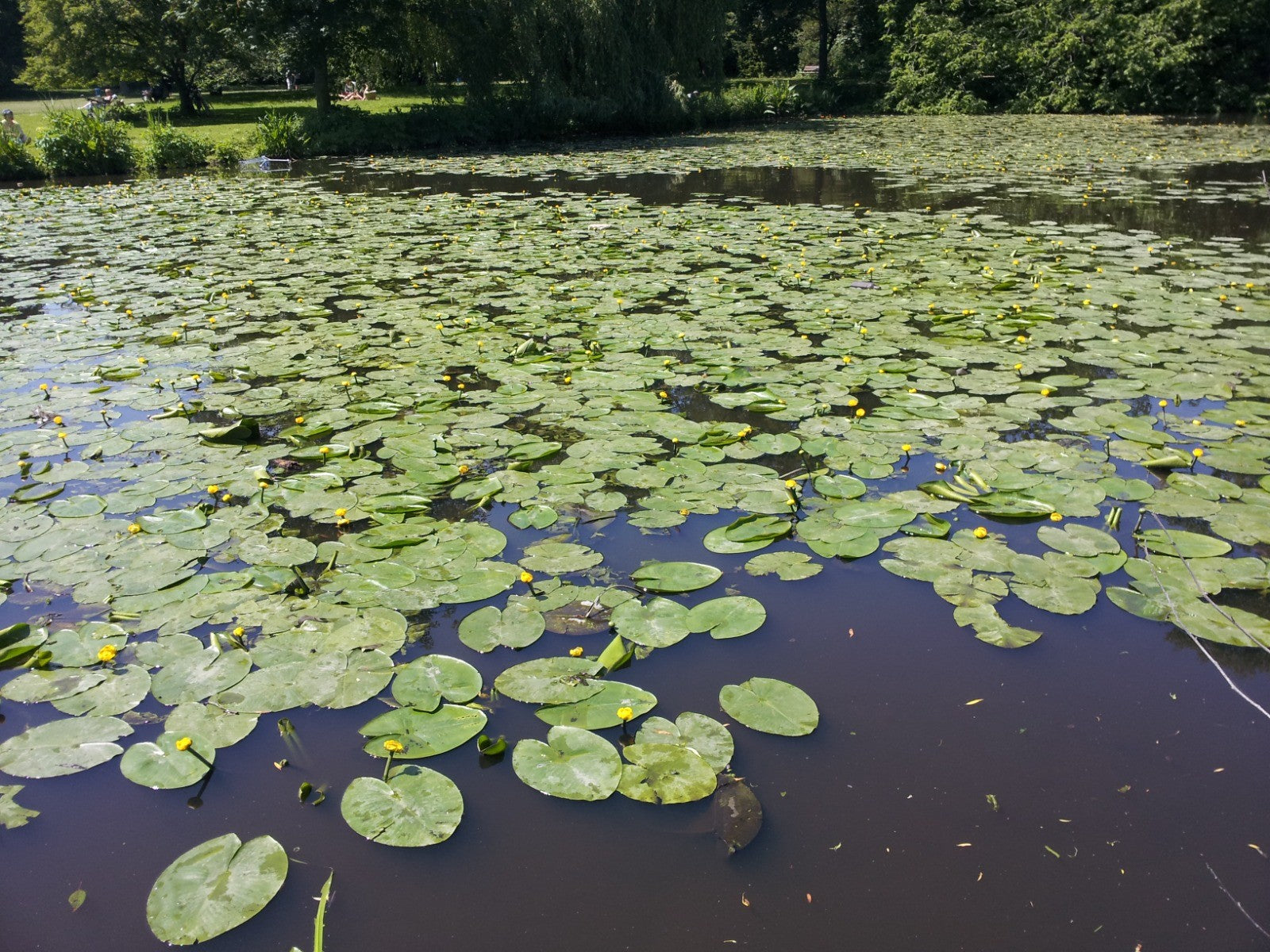 Quiet lily pond surrounded by trees and garden foliage